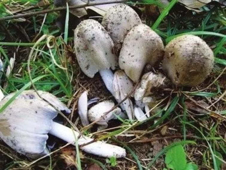 宁夏乡村小院，悠然田园生活画卷